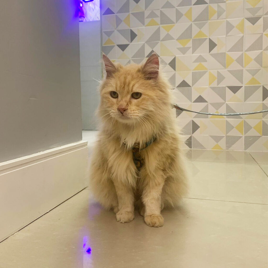 banho-em-gato-no-ipiranga