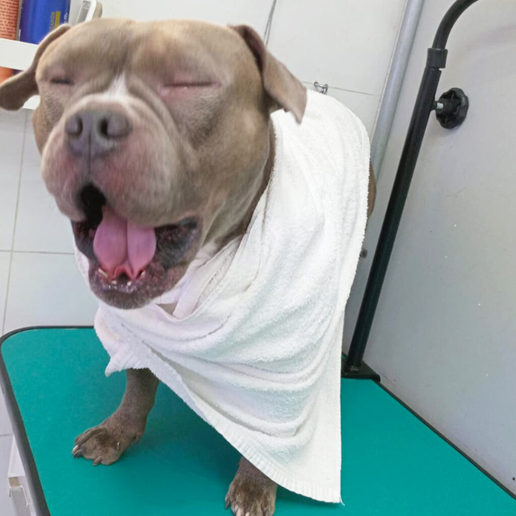 banho-para-cachorro-ipiranga