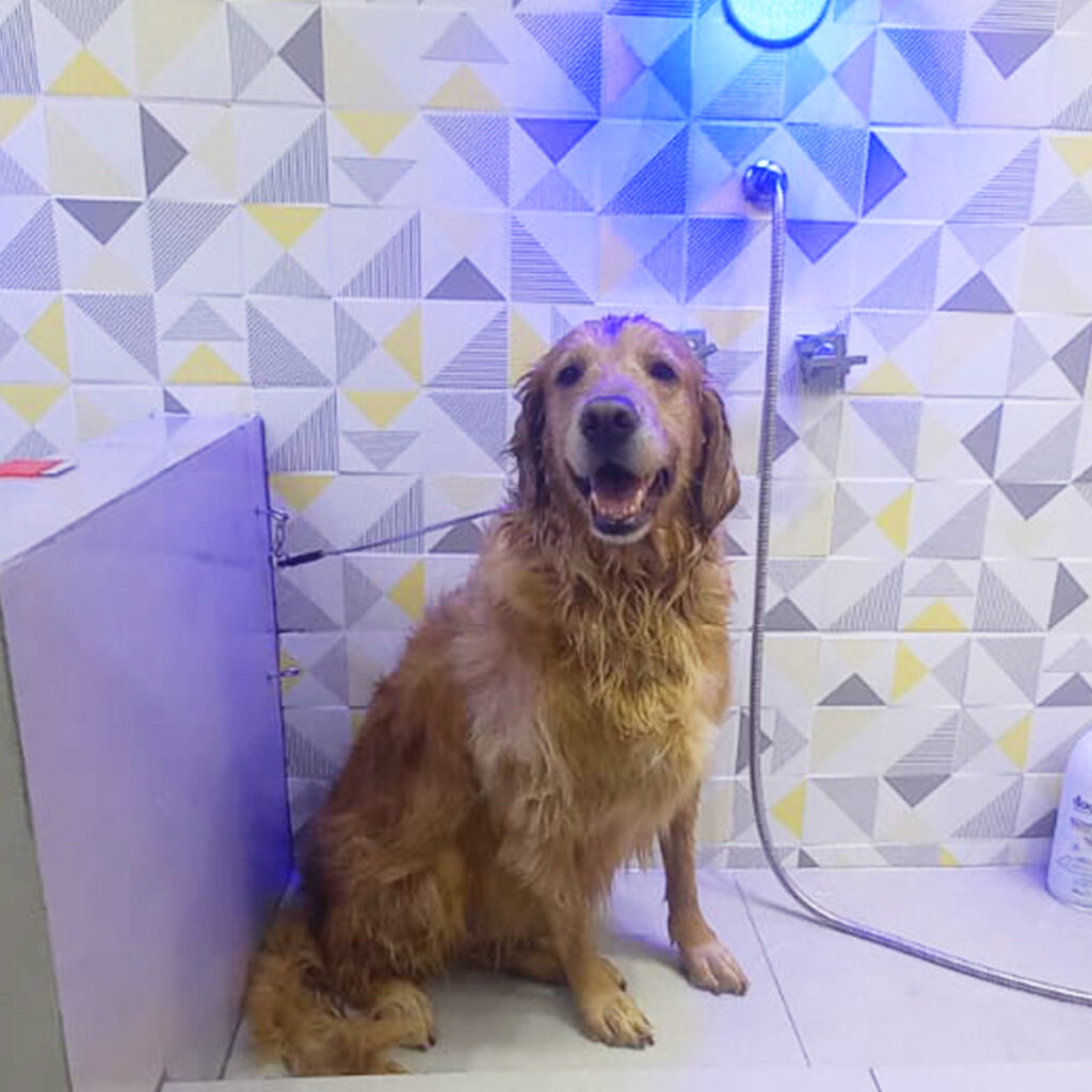 banho-petshop-ipiranga