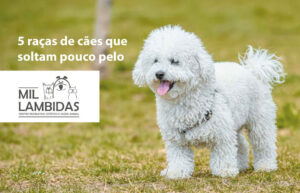 caes-que-soltam-pouco-pelo