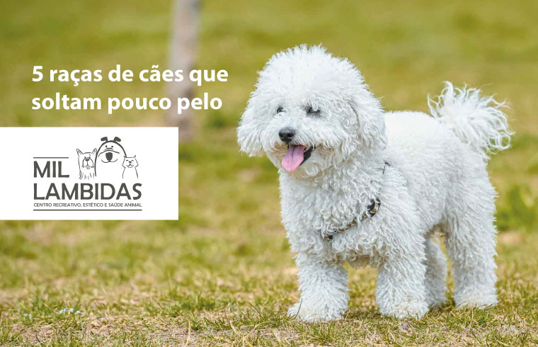 caes-que-soltam-pouco-pelo