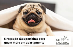 racas-de-caes-para-quem-mora-em-apartamento