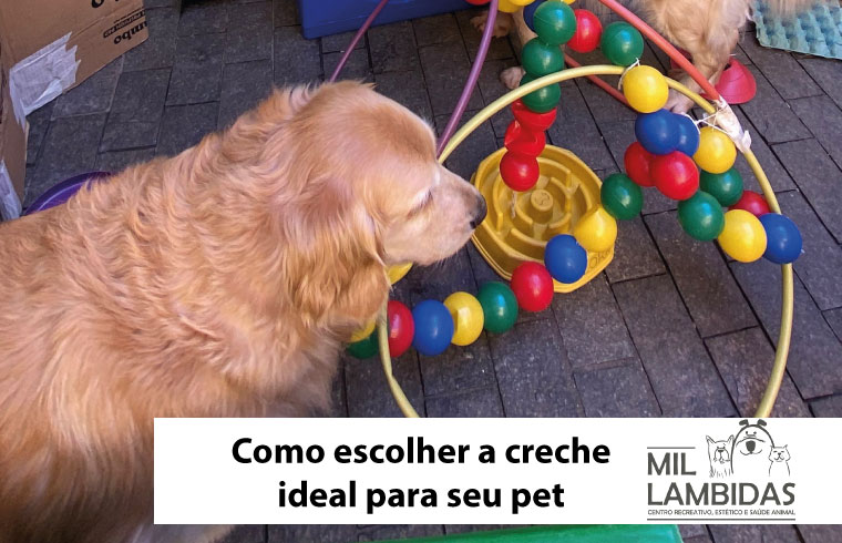 como-escolher-creche-ideal-para-seu-pet