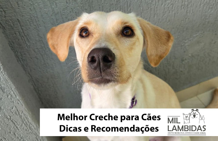 creche-para-caes-perto-de-mim