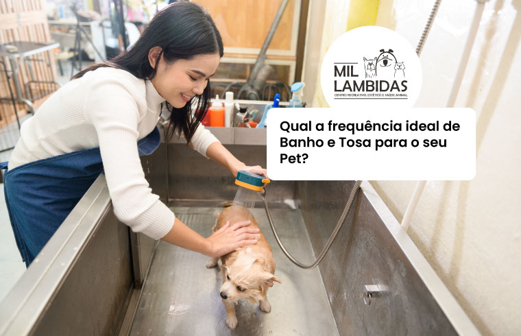 qual-a-frequencia-ideal-de-banho-e-tosa