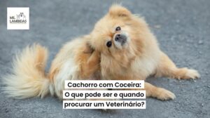 cachorro-com-coceira-quando-procurar-um-veterinario