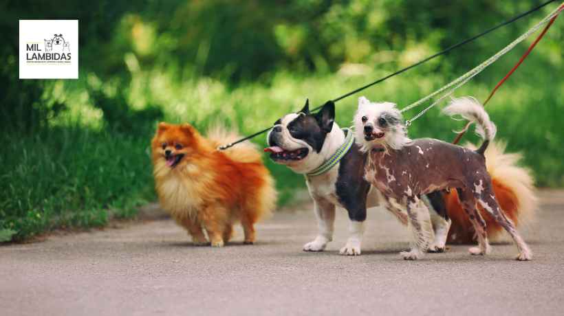 passeio-pet-no-ipiranga