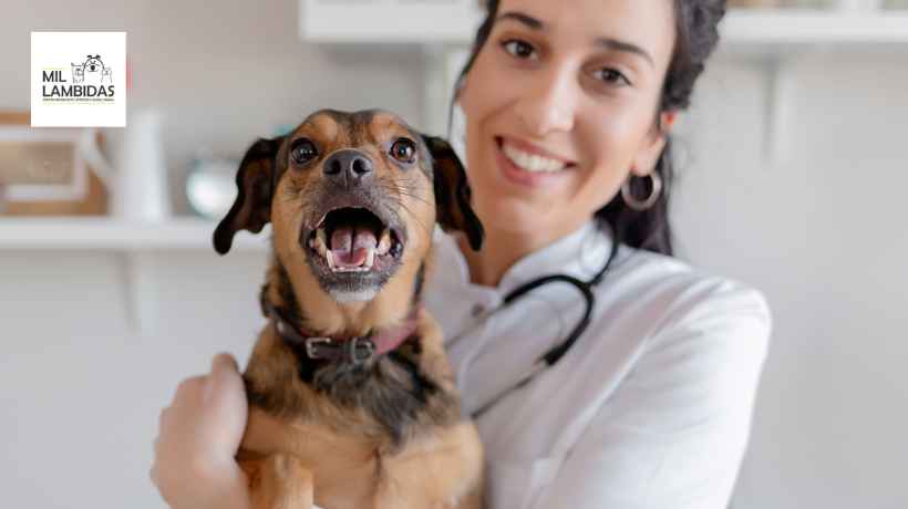 veterinaria-mil-lambidas-petshop