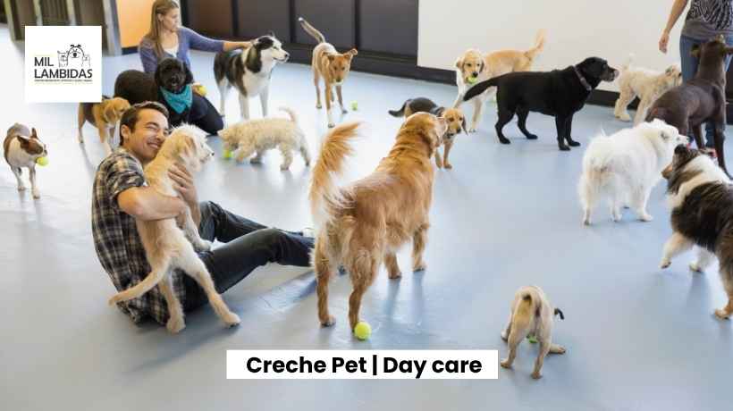 day-care-pet-em-sp-ipiranga-e-vila-mariana